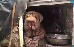 送沙皮狗去乡下陪父母，以为对它来说是好事，再见到时心都凉了