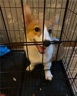 什么狗粮最好，最有性价比，训犬师都青睐
