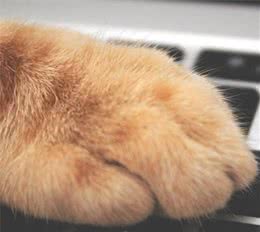 猫咪的肉垫看着十分软萌、治愈，它的这些重要用途你知道几点呢