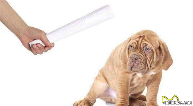 狗狗是怎么认出自己的主人的？