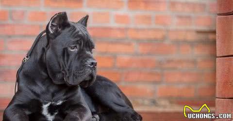 养狗，我只想养卡斯罗护卫犬，这5大优势让我无法拒绝