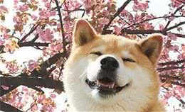 柴犬偏食是怎么回事？这6个原因，需对症下药