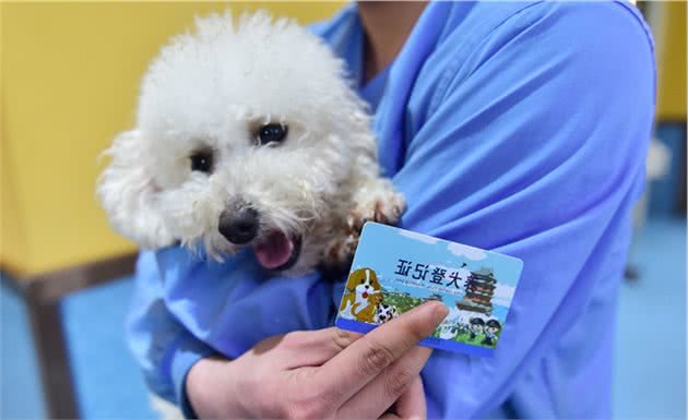 从法律角度看，遛狗的正确方式有哪些？