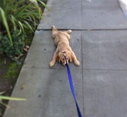 狗狗出门不肯走，因为有自己的想法，特别是柴犬和哈士奇