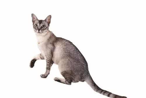 每天吸一种猫：亚洲波米拉猫