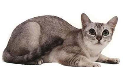 每天吸一种猫：亚洲波米拉猫