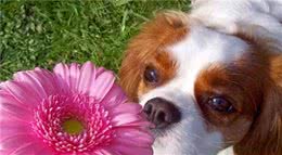 狗狗喜欢闻的5种气味，你知道吗？