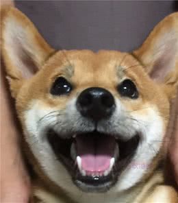 小狗吃驱虫药后有哪些反映？你真的了解吗？