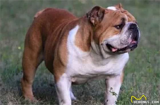 宠物狗大全:汪星人系列—中型犬