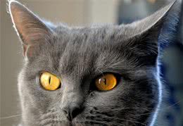 乖巧安静的卡特尔猫，一旦调皮起来，就是一个典型的搞怪表情包