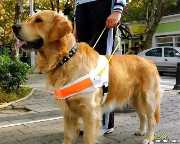 这5种狗狗不适合警犬，原因是太“聪明”