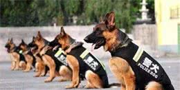 这5种狗狗不适合警犬，原因是太“聪明”
