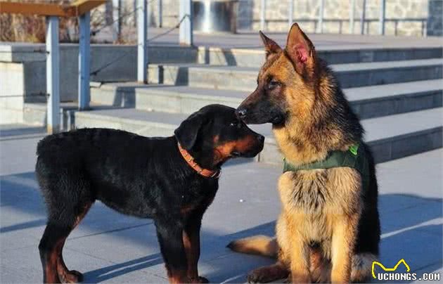 在农村，如果养了这4种犬，老人放心，孩子安心，晚上睡觉可开门