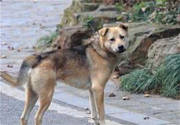 在农村，如果养了这4种犬，老人放心，孩子安心，晚上睡觉可开门