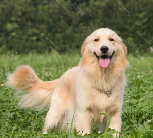 想饲养暖男金毛犬，这些准备你做好没？