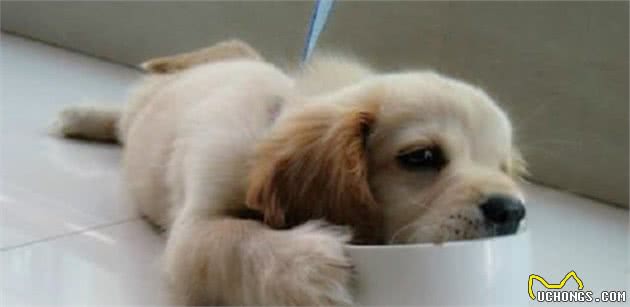想饲养暖男金毛犬，这些准备你做好没？
