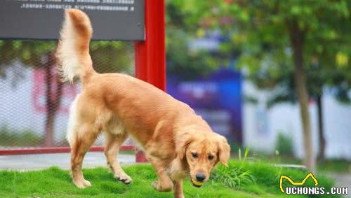 想饲养暖男金毛犬，这些准备你做好没？