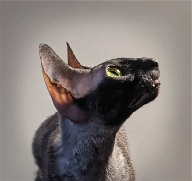 猫长得太奇怪，主人收到古怪信息：它是恶魔，快关起来