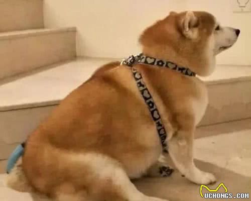 柴犬怀孕多少天生产？