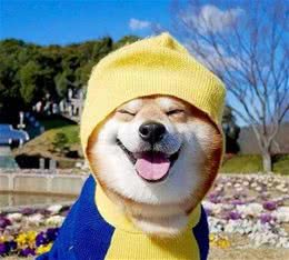 柴犬怀孕多少天生产？