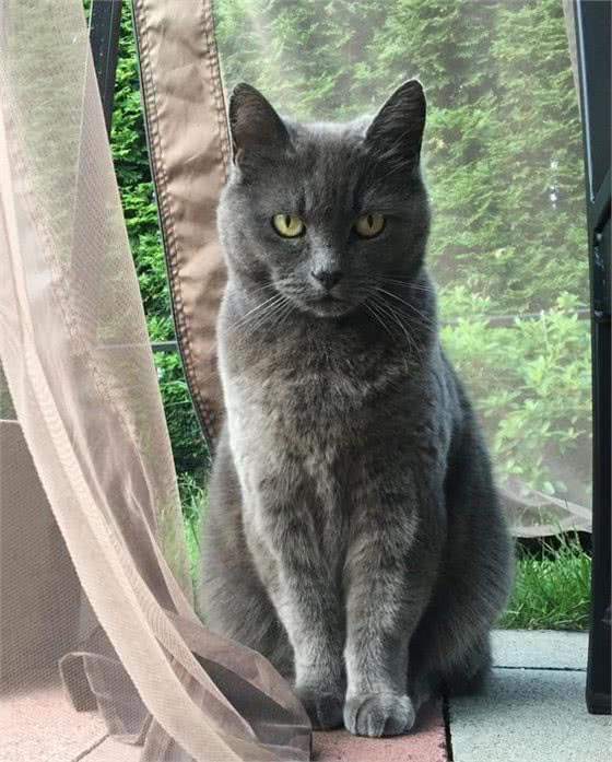 每天吸一种猫：泰国科拉特猫，不是所有蓝猫都叫英短
