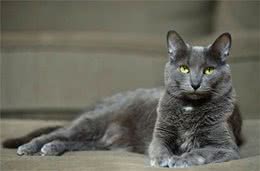 每天吸一种猫：泰国科拉特猫，不是所有蓝猫都叫英短