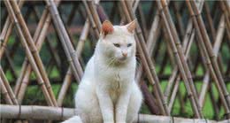 “长寿”几率更大的9种猫咪，都是一些外国猫，有你家喵主子吗？