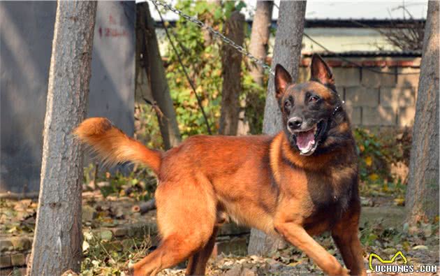 马里努阿犬公犬—金米镔