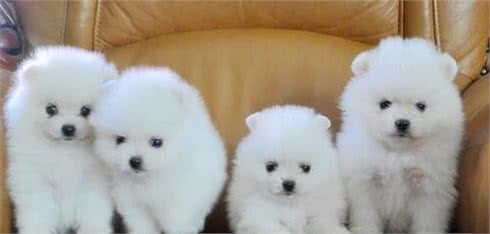 养狗，我劝你不要养“博美犬”，免得掉进火坑里