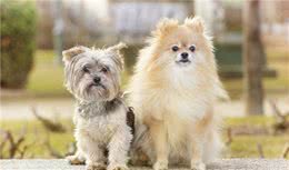 养狗，我劝你不要养“博美犬”，免得掉进火坑里
