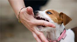 狗狗“咬主人”的七大原因，你知道吗？