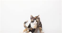猫中边牧，德文卷毛猫