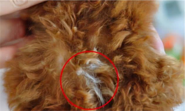 泰迪犬长“白毛”是怎么回事，该怎么解决？