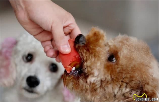 泰迪犬长“白毛”是怎么回事，该怎么解决？