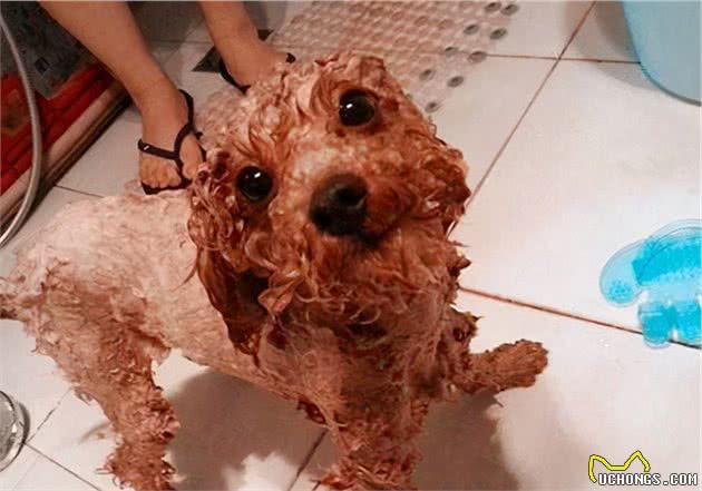 泰迪犬长“白毛”是怎么回事，该怎么解决？