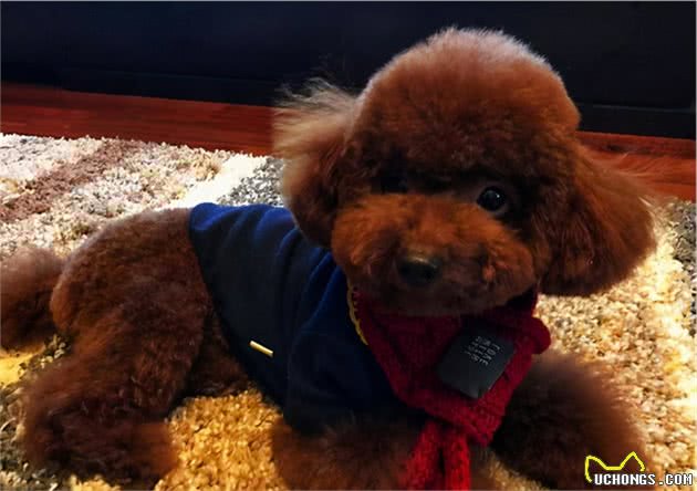 泰迪犬长“白毛”是怎么回事，该怎么解决？
