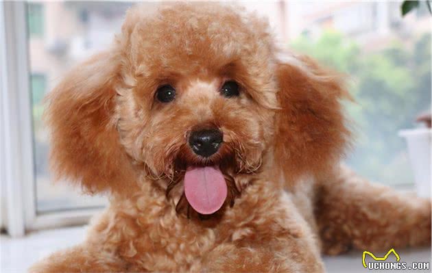 泰迪犬长“白毛”是怎么回事，该怎么解决？