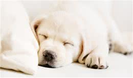 狗有点便秘怎么办