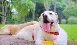 养宠知识：狗狗不拉大便怎么办，好几天了