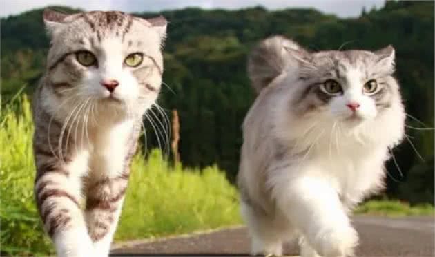 猫咪非常听话，可以出门遛弯吗？答案是不能