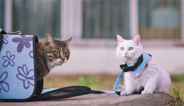猫咪非常听话，可以出门遛弯吗？答案是不能
