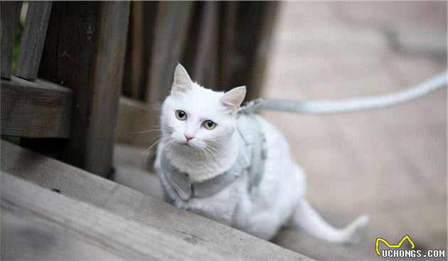 猫咪非常听话，可以出门遛弯吗？答案是不能