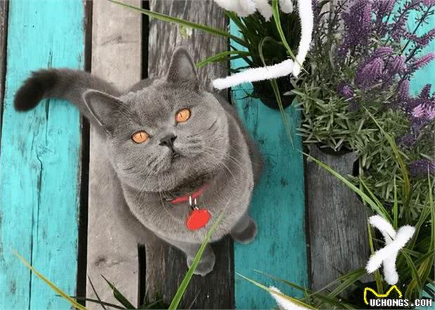 猫咪非常听话，可以出门遛弯吗？答案是不能