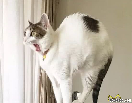 猫咪非常听话，可以出门遛弯吗？答案是不能