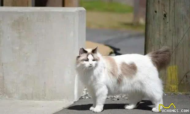 猫咪非常听话，可以出门遛弯吗？答案是不能