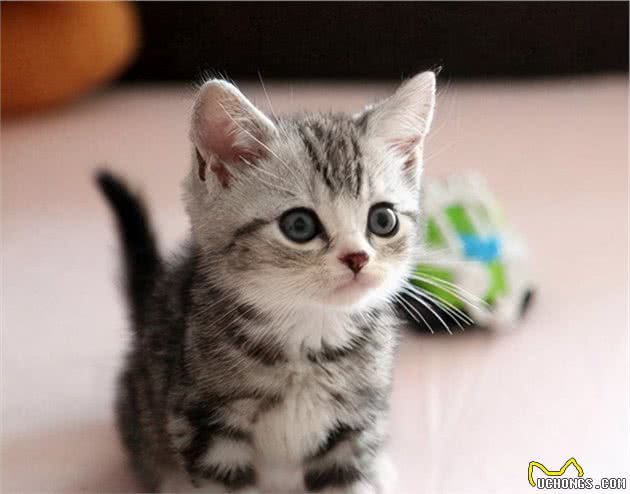美国短毛猫掉毛严重吗？