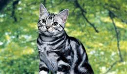 美国短毛猫掉毛严重吗？