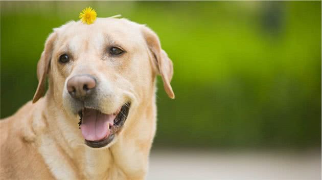 养大型犬只能批发低端狗粮？大中型犬狗粮怎么选