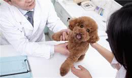 狗狗拉肚子的常见原因及改善方法