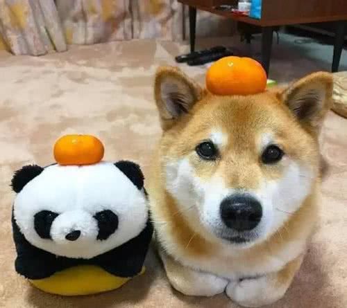 恍然大悟！狗子的睡姿传达出什么信号，你看懂了吗？